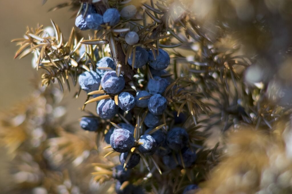 7 Best Deputies for Juniper Berries in Your Dishes