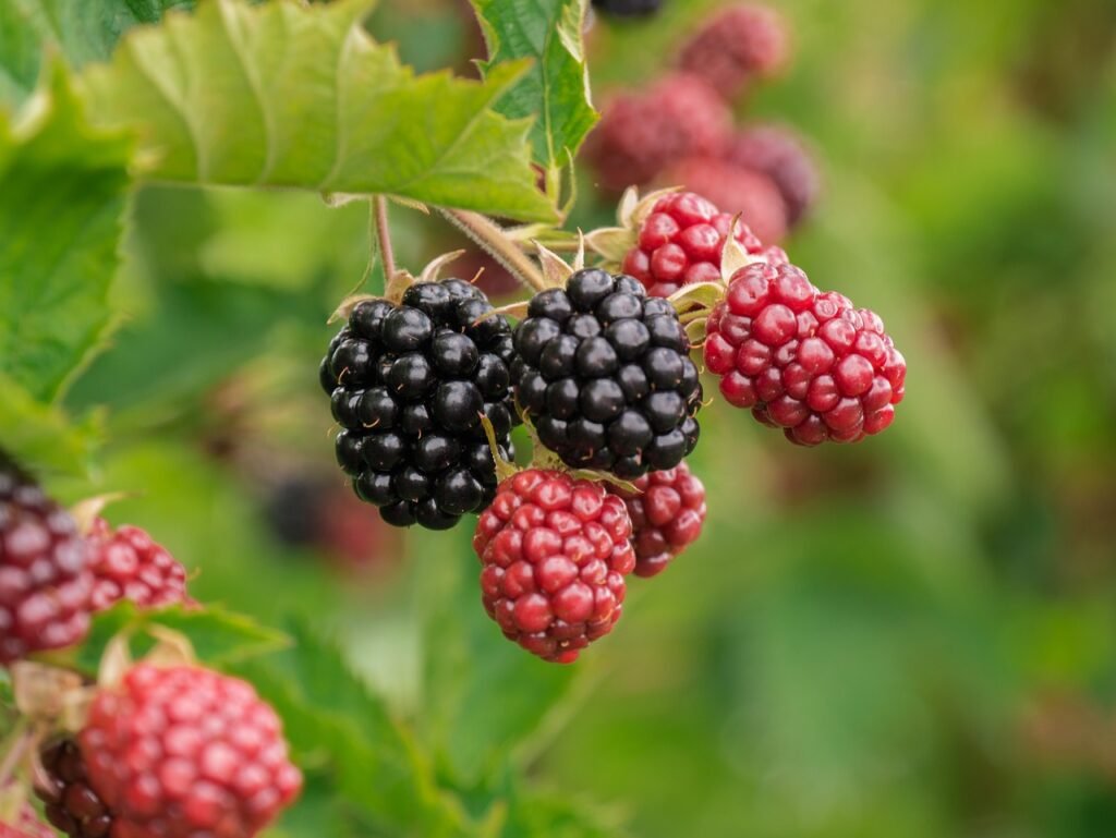 7 Best Deputies for Juniper Berries in Your Dishes