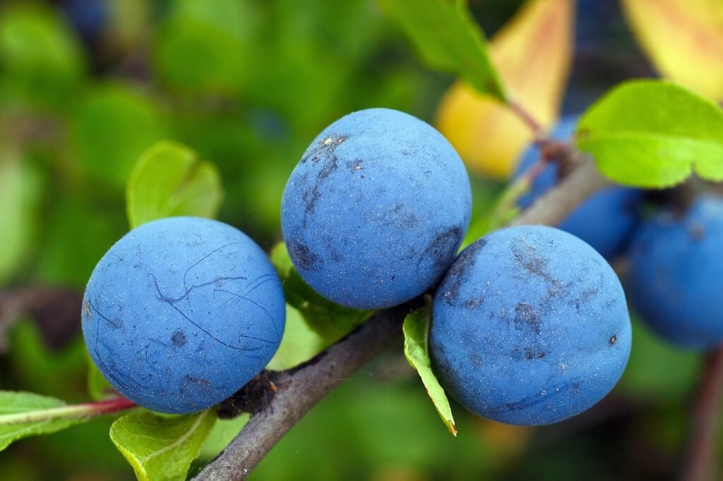 7 Best Deputies for Juniper Berries in Your Dishes