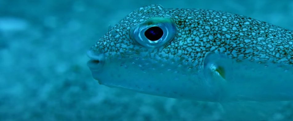 Puffer fish: The Tetraodontidae Marvel