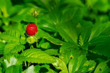 6 Different Uses for Strawberry Avocado You Didn’t Know About