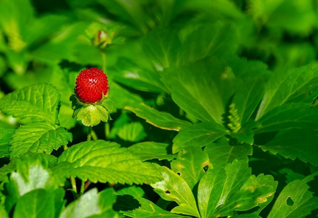 6 Different Uses for Strawberry Avocado You Didn’t Know About