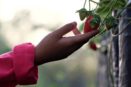 Savoring Strawberry Avocados