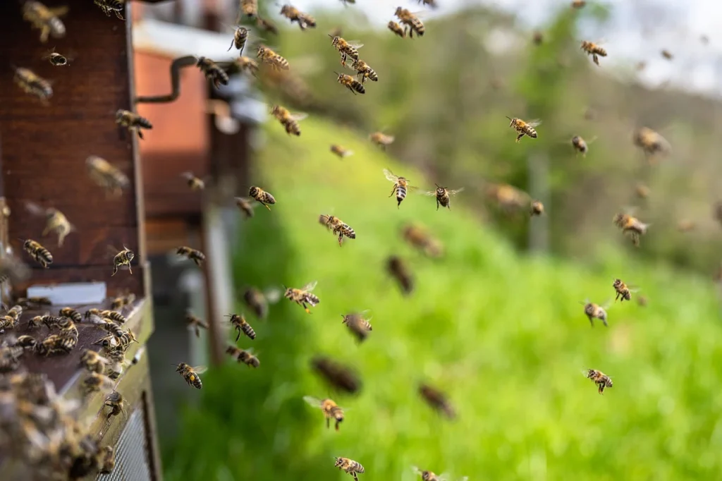 Best Times to Use Honey for Weight Gain Success